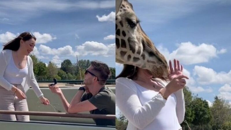 Sepasang kekasih yang ingin menciptakan momen romantis saat lamaran malah diganggu oleh seekor jerapah yang tiba-tiba menyeruduk.