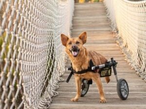 Bebe, anjing betina berkebutuhan khusus yang kehilangan kaki belakangnya ini sangat sabar menunggu keluarga baru untuk megadopsinya.