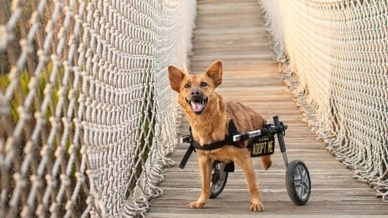 Bebe, anjing betina berkebutuhan khusus yang kehilangan kaki belakangnya ini sangat sabar menunggu keluarga baru untuk megadopsinya.