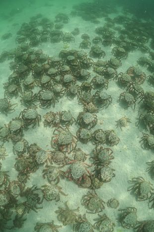 Menakjubkan! Ribuan Kepiting Laba-laba Berbisa Bermigrasi di Pantai Inggris 2 Lampiran Gambar