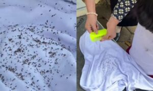 Seorang bocah SD kedapatan garuk-garuk kepala saat belajar di kelas. Ternyata hal itu karena kutu yang sudah memenuhi kepalanya.