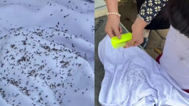 Seorang bocah SD kedapatan garuk-garuk kepala saat belajar di kelas. Ternyata hal itu karena kutu yang sudah memenuhi kepalanya.