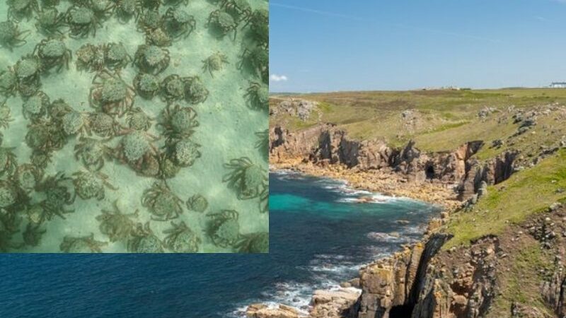 Ribuan kepiting laba-laba berbisa menghebohkan banyak orang karena muncul di sebuah pantai. Mereka dalam masa berganti cangkakng.