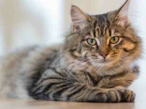 Bulu kucing yang ada di tempat shalat, hukumnya najis ataukah sah saat melakukan ibadah? Simak pembahasannya.