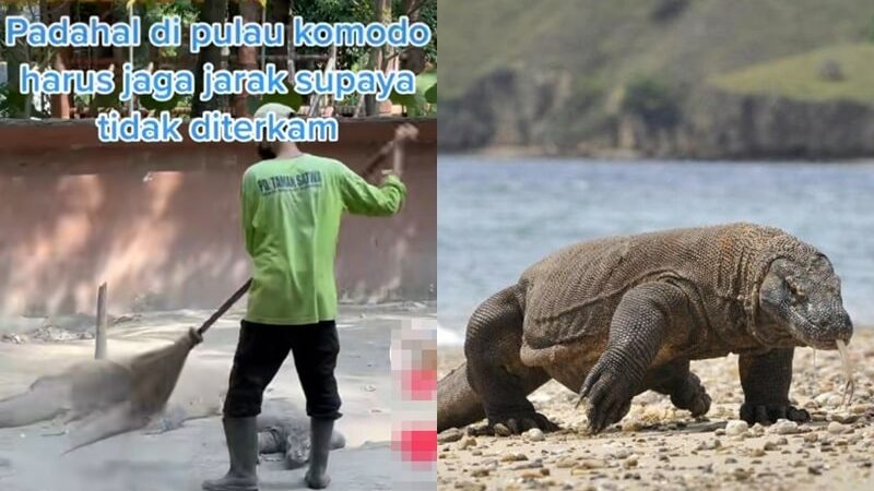 Seorang petugas kebersihan terlihat begitu santai saat menyapu di sekitar kawanan komodo yang tengah tidur tanpa ada rasa takut sama sekali.