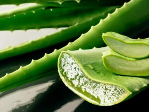 Lidah buaya adalah salah satu bahan perawatan kulit yang paling banyak dicari dan bahkan digunakan dalam berbagai produk kosmetik.Lidah buaya adalah salah satu bahan perawatan kulit yang paling banyak dicari dan bahkan digunakan dalam berbagai produk kosmetik.