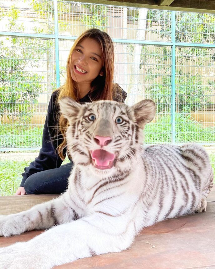 Tiara Andini Nekat Foto dengan Harimau Putih, Nggak Takut Diterkam? 4 Lampiran Gambar