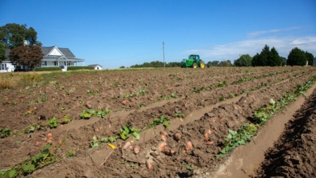 Industri Kentang di Inggris Terancam Akibat Peningkatan Suhu
