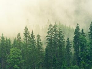 Ternyata Ujung Daun Cemara Dapat Menghasilkan Listrik