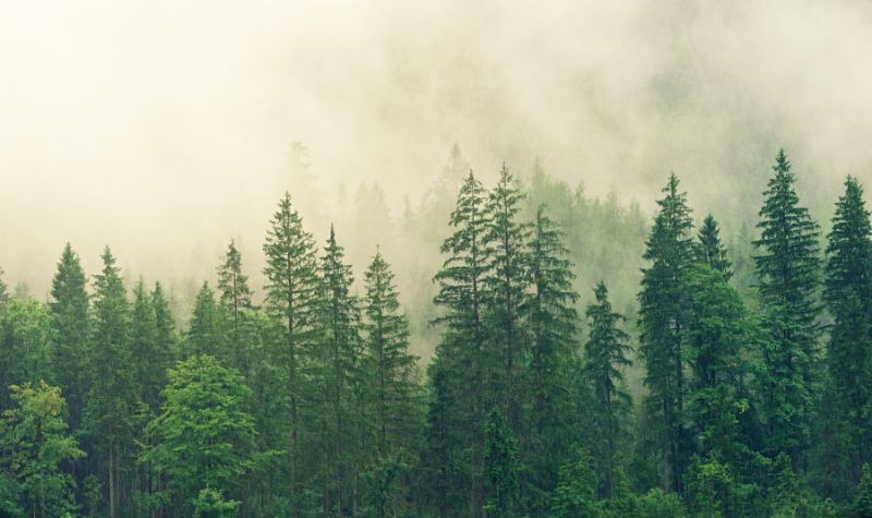 Ternyata Ujung Daun Cemara Dapat Menghasilkan Listrik