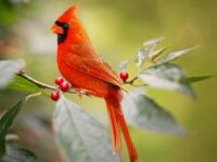 Fungsi Warna Pada Hewan