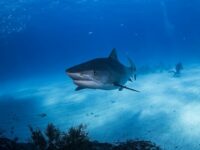 70 Persen Hiu dan Pari Berkurang Selama 50 Tahun Terakhir Akibat Jaring Nelayan
