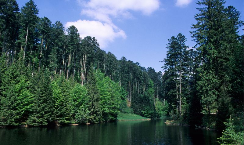 Ternyata Ujung Daun Cemara Dapat Menghasilkan Listrik