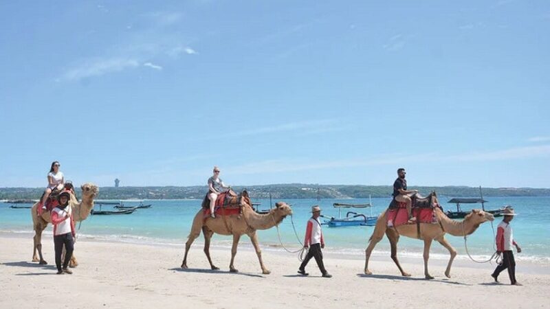 Sudah pada tahu unta kan? Ya, hewan yang sangat popular dan menjadi hewan di daerah gurun. Di Arab, unta untuk dulunya digunakan sebagai alat transportasi