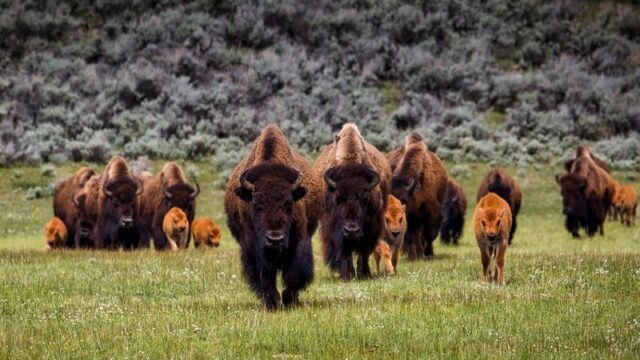 Cekricek.id – Rekaman menakutkan yang beredar di internet menangkap momen mendebarkan saat seorang wanita diserang oleh salah satu jenis banteng yaitu, bison. Hewan berbadan kekar itu tampak begitu marah kepadanya yang mendaki di Texas. Rekaman video pertemuan satwa liar yang mengerikan itu difilmkan dari sudut pandang si wanita.