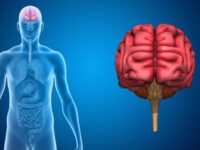 Cekricek.id - Memang memahami otak khususnya sel saraf manusia sangat sulit dilakukan. Tapi ternyata hal ini cukup bekerja ampuh di otak tikus