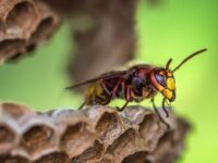 Kerumunan lebah selalu menghasilkan suara gemuruh yang cukup kuat. Suara tersebut kadang membuat manusia ketakutan