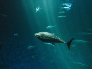 Ikan Tuna Jadikan Hiu Sebagai Alat Garukan Kalau Badannya Gatal