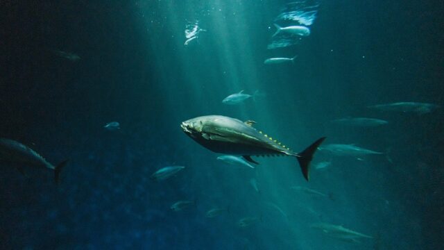 Ikan Tuna Jadikan Hiu Sebagai Alat Garukan Kalau Badannya Gatal