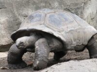 Orang-orang banyak menyebut kura-kura merupakan hewan yang tak memiliki suara. Karena memang kura-kura terlihat tak pernah mengeluarkan suara-suara tertentu