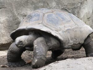 Orang-orang banyak menyebut kura-kura merupakan hewan yang tak memiliki suara. Karena memang kura-kura terlihat tak pernah mengeluarkan suara-suara tertentu