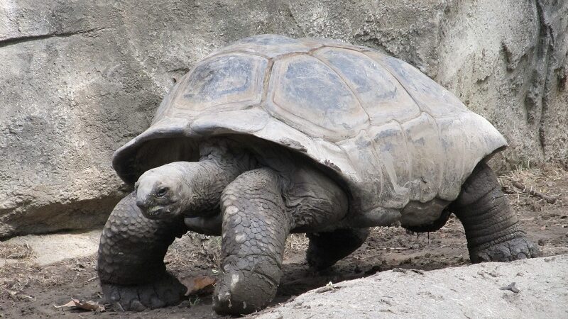 Orang-orang banyak menyebut kura-kura merupakan hewan yang tak memiliki suara. Karena memang kura-kura terlihat tak pernah mengeluarkan suara-suara tertentu