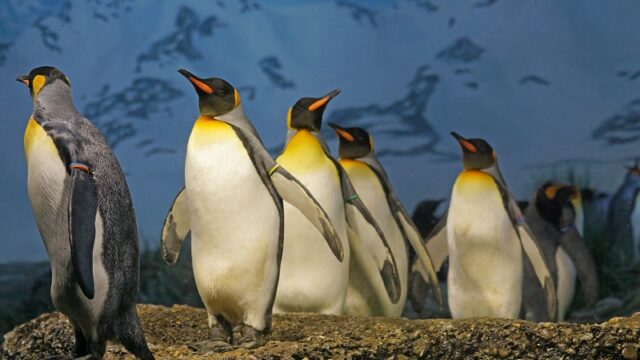 Salah satu hewan yang lucu yang ada di muka bumi ini adalah pinguin. Bentuknya imut dan menggemaskan. Salah satu jenis pinguin yang ada di dunia adalah pinguin kaisar.