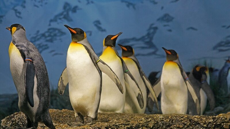 Salah satu hewan yang lucu yang ada di muka bumi ini adalah pinguin. Bentuknya imut dan menggemaskan. Salah satu jenis pinguin yang ada di dunia adalah pinguin kaisar.