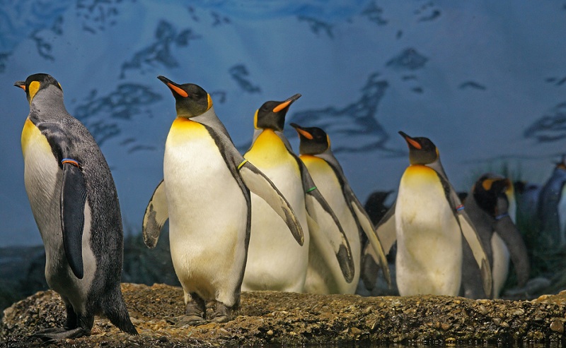 Dulu jadi Spesies Paling Banyak, Kini Penguin Kaisar Terancam Punah
