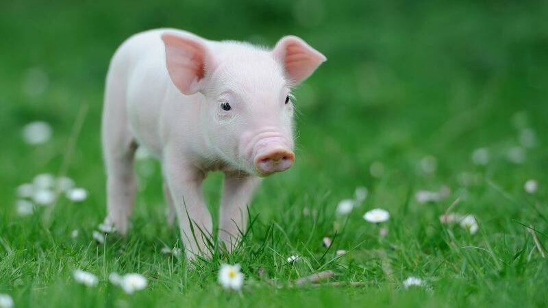 Youtuber Ini Tuai Kecaman Gara-gara Memakan Babi yang Ia Rawat 100 Hari Penuh Cinta