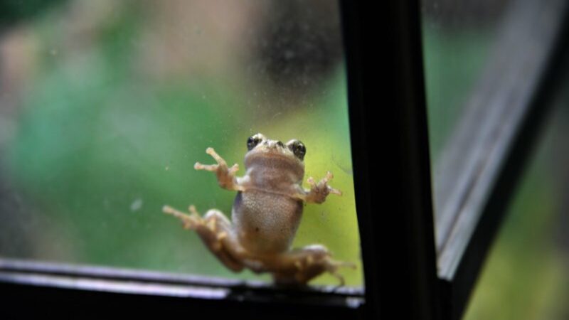 Pengertian Biologi, Asal Mula Kehidupan, dan Ciri-ciri Makhluk Hidup Menurut Ilmu Biologi