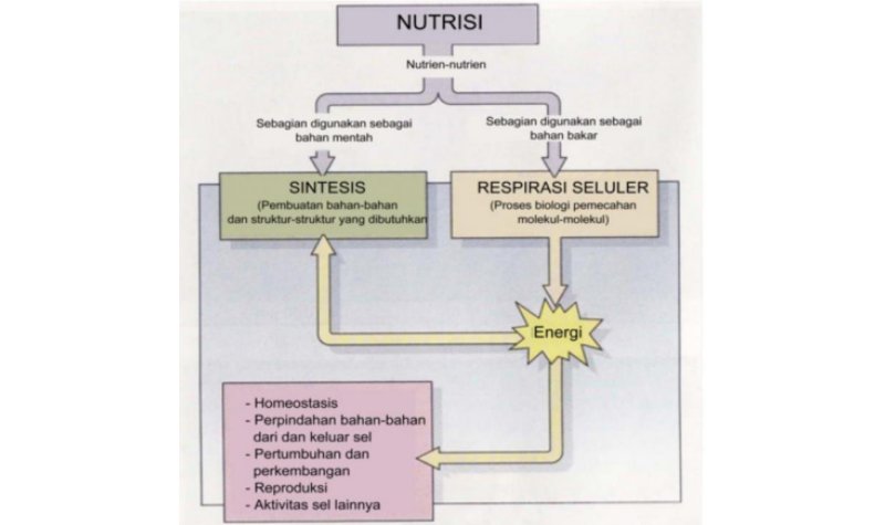 Ciri-ciri Makhluk Hidup Menurut Ilmu Biologi 4 Pengertian Biologi, Asal Mula Kehidupan, dan Ciri-ciri Makhluk Hidup Menurut Ilmu Biologi