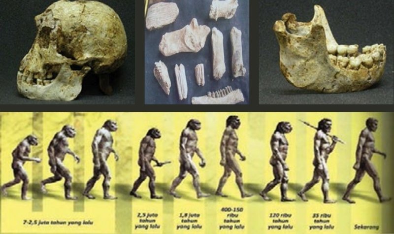 Manusia Purba yang Ditemukan di Indonesia