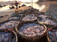 Istilah-istilah dalam Kemaritiman dan Investasi