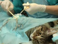 Cekricek.id - Sampai kini masih banyak yang bertanya-tanya bagaimana seputar hukum mensterilkan kucing, bagaimana hukumnya?