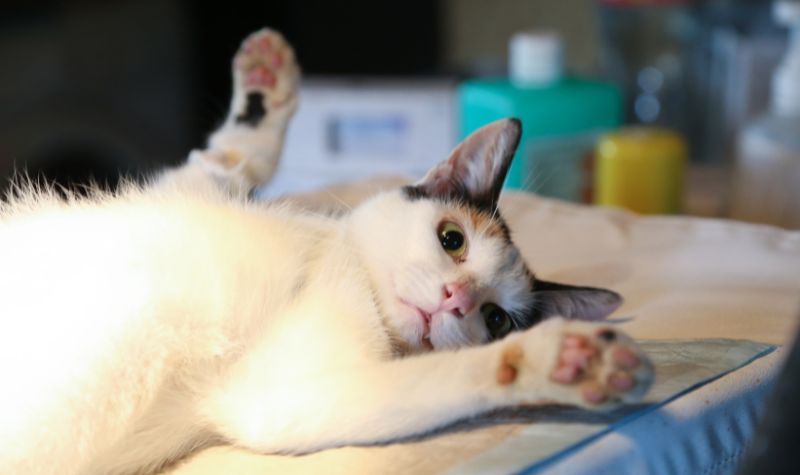 Bagaimana Hukumnya Mensterilkan Kucing? 