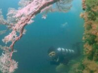 Cekricek.id – Sebagai desa wisata, Kampung Ugar yang terletak di Kabupaten Fakfak, Provinsi Papua Barat dapat menjadi salah satu tujuan yang menarik untuk berlibur bersama keluarga, sahabat atau orang terkasih. Di sana terdapat sejumlah fasilitas yang akan memanjakan para wisatawan yang berkunjung.