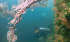 Cekricek.id – Sebagai desa wisata, Kampung Ugar yang terletak di Kabupaten Fakfak, Provinsi Papua Barat dapat menjadi salah satu tujuan yang menarik untuk berlibur bersama keluarga, sahabat atau orang terkasih. Di sana terdapat sejumlah fasilitas yang akan memanjakan para wisatawan yang berkunjung.