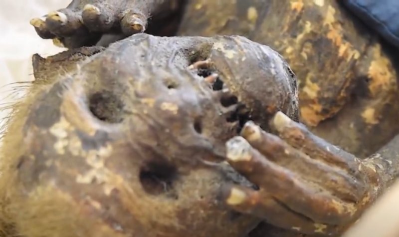 Ilmuan Temukan Mumi Putri Duyung di Jepang? Bentuk Menyeramkan 2 Cekricek.id, Berita Viral - Ilmuan Temukan Mumi Putri Duyung di Jepang? Bentuk Menyeramkan