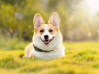 Cekriek.id, Viral – Ada banyak kisah menarik dari aksi heroik seekor anjing yang menyelamatkan pemiliknya. Di internet, kisah-kisah tersebut sering kali beredar lewat tayangan video. Misalnya, anjing yang menyelamatkan anak-anak dari serangan hewan buas, atau memanggil penyelamat untuk membantu menemukan pemiliknya yang sedang terluka.