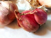 Cekricek.id - Manfaat Kulit Bawang Sebagai Pestisida Alami