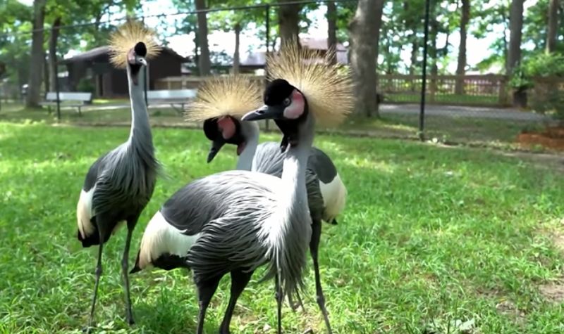 Menarik Banget, Ini 5 Burung Paling Cantik yang Ada di Dunia 8 Cekricek.id, Wisata - Keragaman satwa atau hewan yang ada di dunia ini sangat beragam, termasuk sejumlah burung paling cantik di dunia