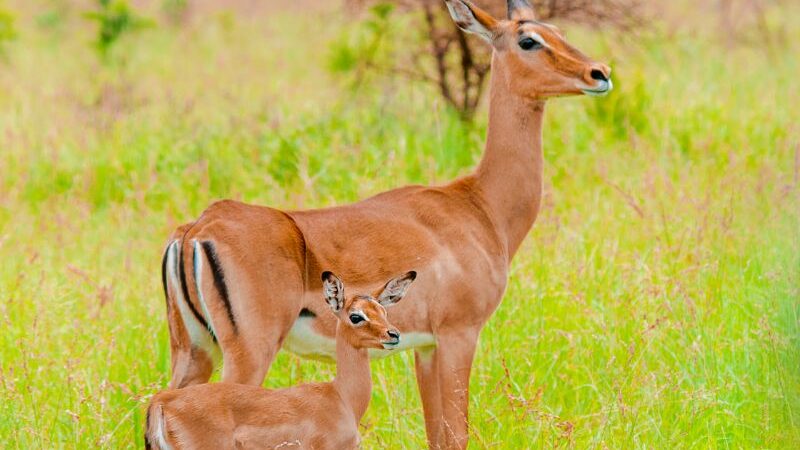 Cekricek.id, Portal Islam - Sering dijumpai adanya kelakuan aneh sejumlah hewan sebelum datangnya suatu bencana di muka bumi