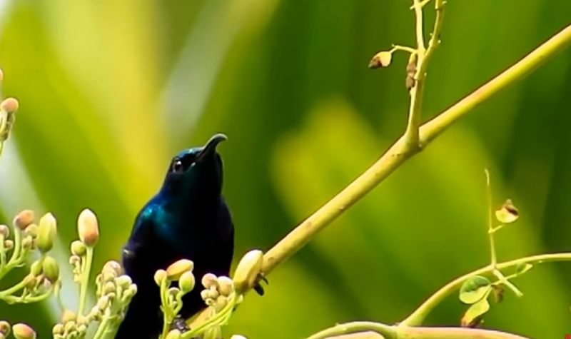 Menarik Banget, Ini 5 Burung Paling Cantik yang Ada di Dunia 7 Cekricek.id, Wisata - Keragaman satwa atau hewan yang ada di dunia ini sangat beragam, termasuk sejumlah burung paling cantik di dunia