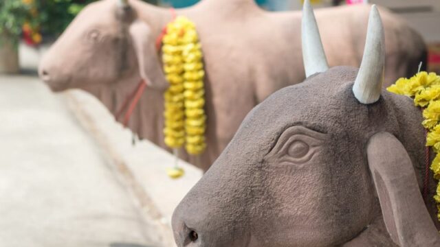 Cekricek.id, Portal Islam - Sampai kini mungkin masih banyak yang bertanya mengapa sapi emas buatan Samiri justru bisa mengeluarkan suara