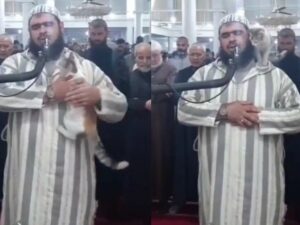 Cekricek.id, Berita Viral – Seekor kucing belang tiga berhasil menggemparkan jagat dunia maya setelah video aksinya melompat ke dekapan imam salat tarawih menjadi viral. Hewan berkaki empat dengan bulu dominan putih ditambah bercak oren dan abu-abu ini justru mendapat sambutan hangat dari sang imam.