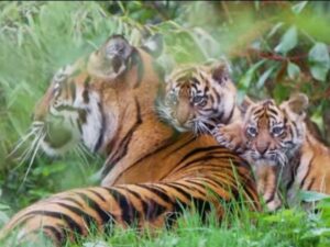Cekricek.id – Harimau sumatera yang dipelihara oleh salah satu kebun binatang di Inggris, Chester Zoo, ini belum lama dikabarkan telah melahirkan dua ekor anak kembar. Bayi kucing besar yang terlihat menggemaskan itu sebenarnya lahir pada bulan Januari lalu tetapi baru sekarang mulai menjelajah dan menemukan dunia luar.