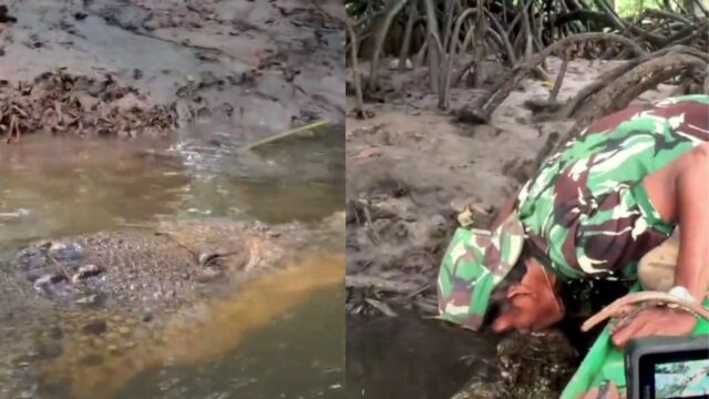 Cekricek.id, Berita Viral – Kisah persahabatan manusia dan buaya di Bontang memang sukses menarik perhatian banyak orang. Hewan predator yang dikenal kejam ini nyatanya bisa berlaku selayaknya hewan peliharaan, bahkan juga diberi nama yang bagus, mirip dengan nama manusia.
