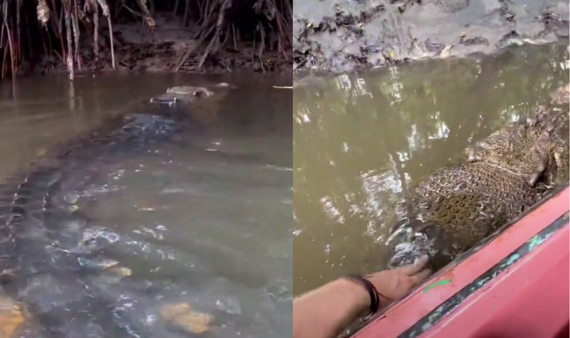 Cekricek.id, Berita Viral - Manusia Sahabatan Sama Buaya di Bontang, Diberi Nama Hingga Bisa Hidup Bebas di Muara