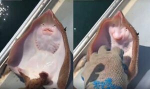 Cekricek.id – Kamu mungkin pernah melihat video ikan pari di kapal nelayan yang banyak beredar di media sosial. Sama seperti manusia, hewan laut yang betuknya lebih pipih dan lebar itu menampilkan ekspresi seperti sedang tertawa saat seseorang mencoba menggelitik perutnya.